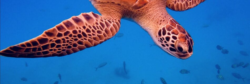 Turtles in Carlisle Bay from the 3 Day Barbados Itinerary - AFarCryFromHere.com