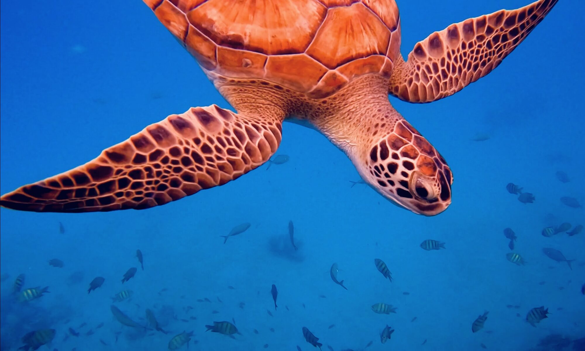 Turtles in Carlisle Bay from the 3 Day Barbados Itinerary - AFarCryFromHere.com