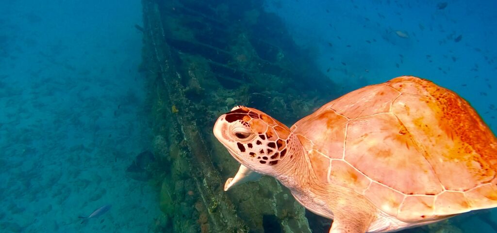 A Green Turtle over the Wreck of the Bajan Queen, Carlisle Bay, Barbados.