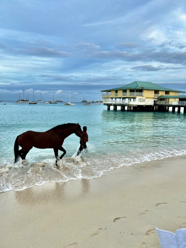 A Racehorse and trainer on pebbles beach in barbados