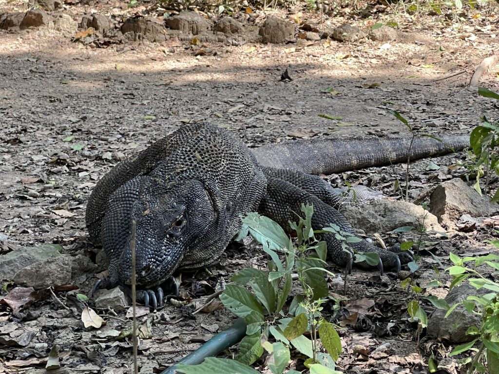 A juvenile Komodo Dragon in the wild - Komodo National Park, Indonesia. - AFarCryFromHere.com