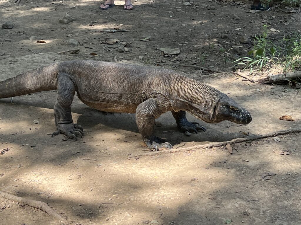 An adult Komodo Dragon in the wild - Komodo National Park, Indonesia. - AFarCryFromHere.com